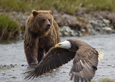 bear_eagle