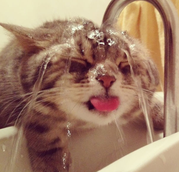 cat-loves-water-bath-30__605 (1)