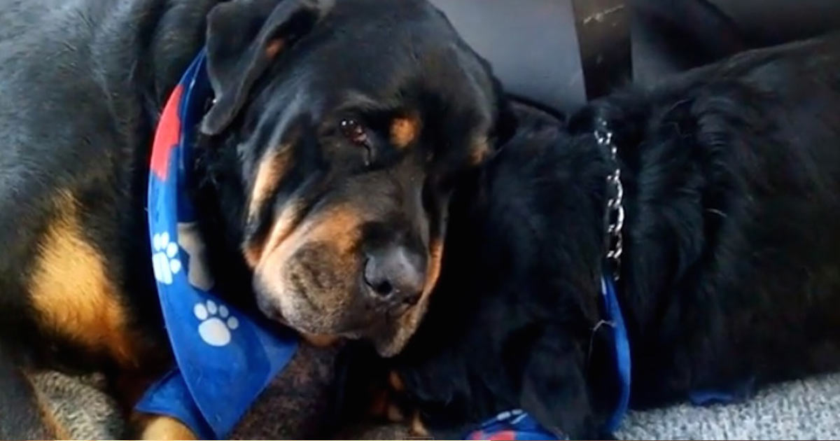 Így gyászolja testvérét egy rottweiler kutyus – megható videó