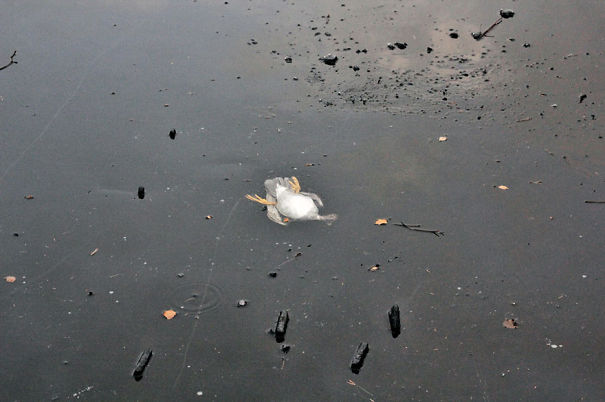 Egy norvég férfi a jeges tóba vetette magát, hogy megmentsen egy kacsát