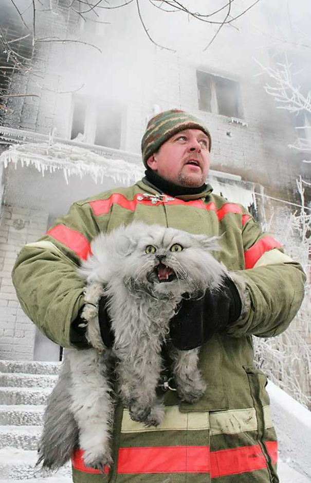 Macskát mentett a tűzoltó