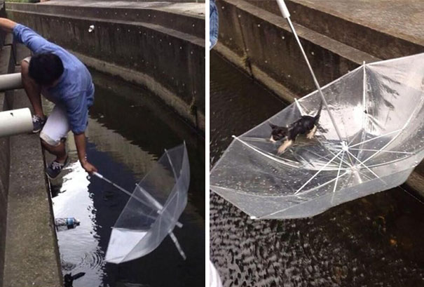 Esernyővel mentette ki a férfi a fuldokló kiscicát