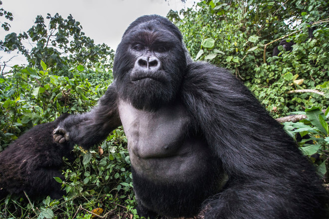 A részeg alfahím gorilla behúzott a fotósnak!