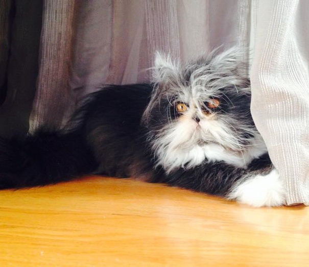 hairy-cat-death-stare-atchoum-6