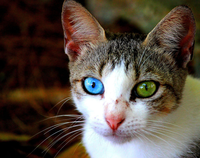 heterochromia-animals-different-eye-colors-5__700