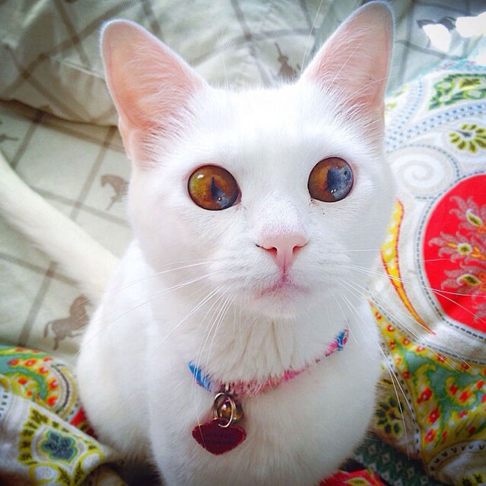 heterochromia-cat__700