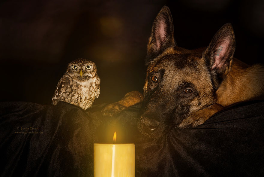 ingo-else-dog-owl-friendship-tanja-brandt-1 (1)