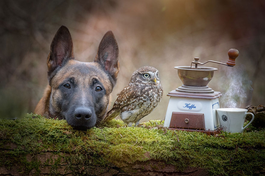 Egy bagoly és egy kutya különleges barátsága