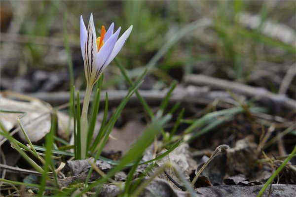 Virágzik a tarka sáfrány Debrecenben