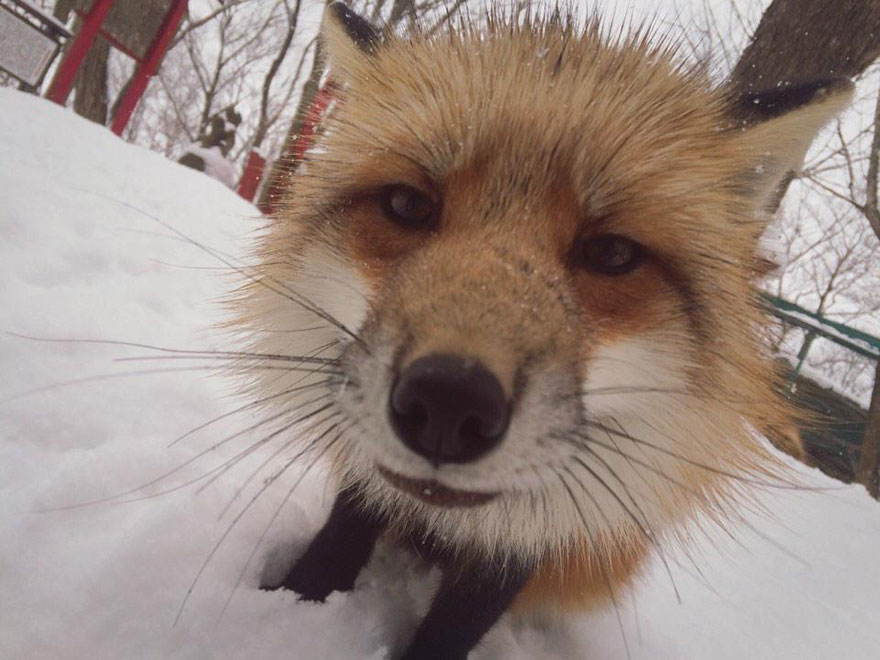 zao-fox-village-japan-13