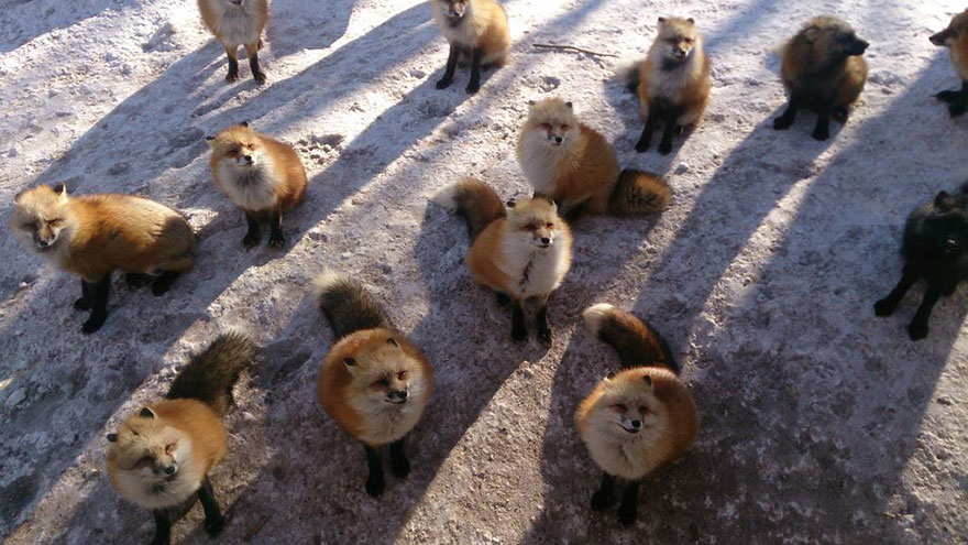 zao-fox-village-japan-14