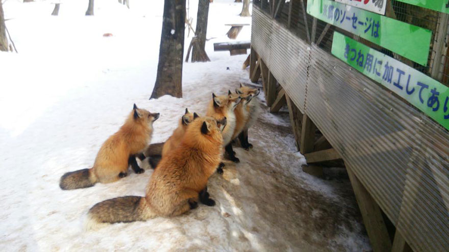 zao-fox-village-japan-22