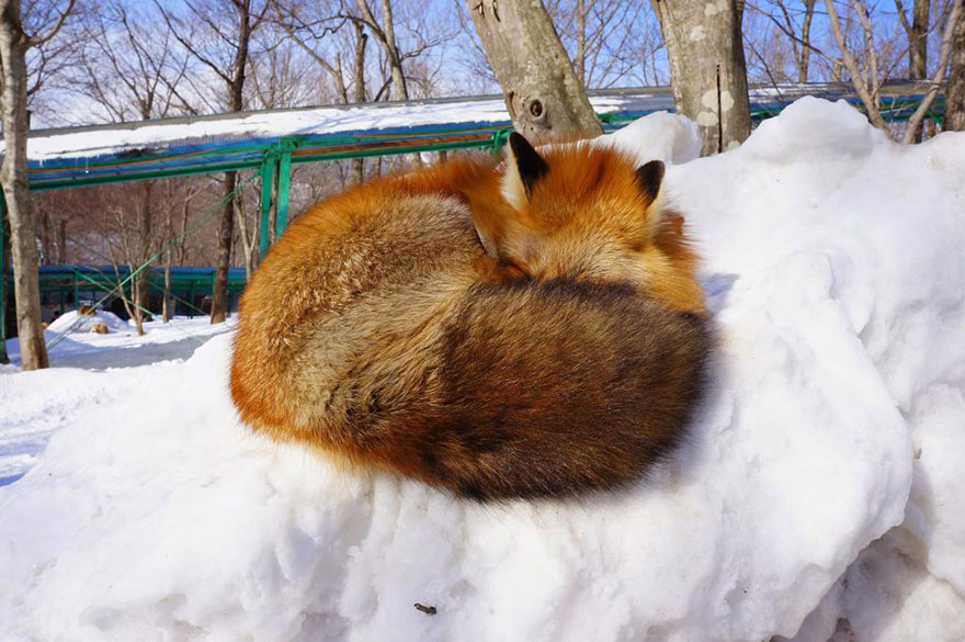 zao-fox-village-japan-36