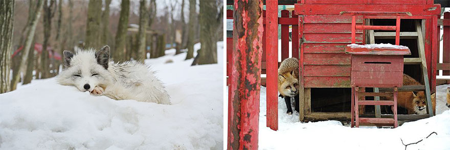 zao-fox-village-japan-39