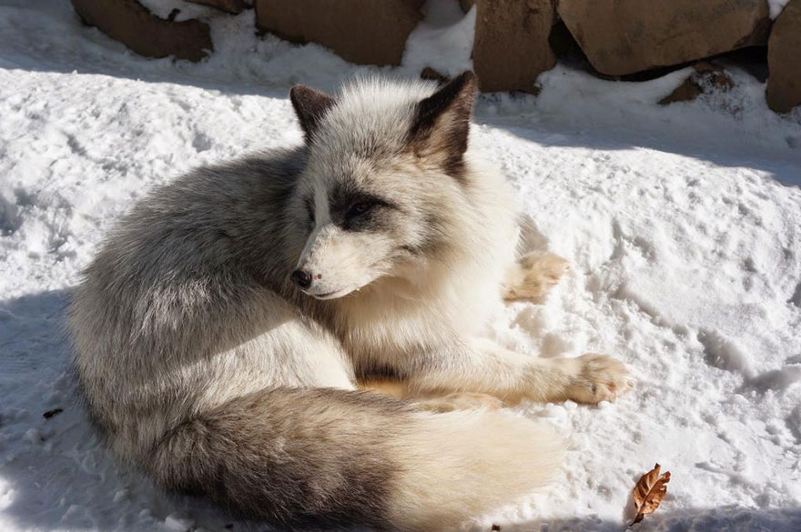 zao-fox-village-japan-41