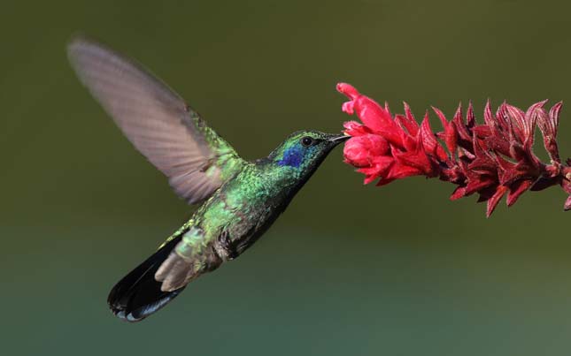 Édes módon horkolnak a kolibrik – videó