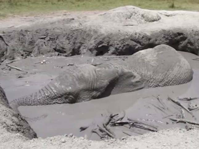 Elefántot mentettek ki Kenyában egy sárgödörből – videó