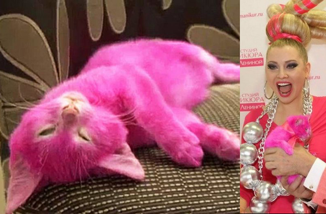 Belehalt a cica abba, hogy rózsaszínre festette idióta gazdája