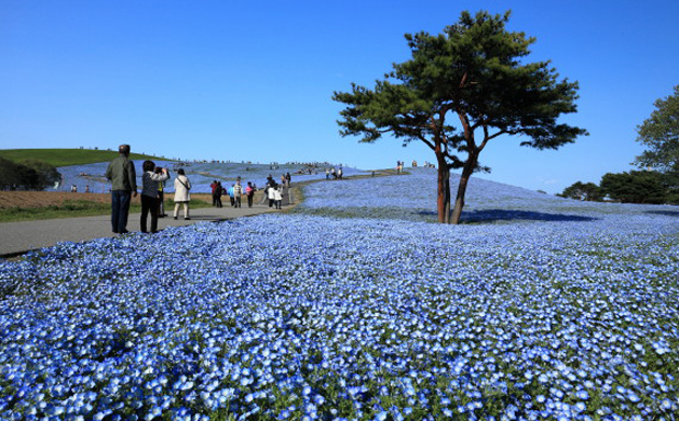 Elbűvölő látvány - kékbe borult a Hitachi Seaside Park