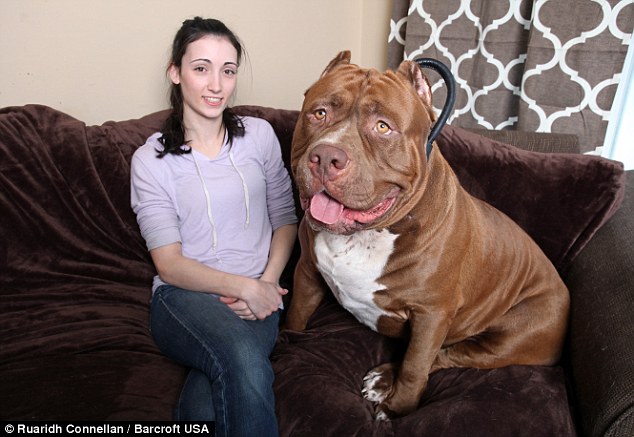 A világ legnagyobb pitbull kutyája 