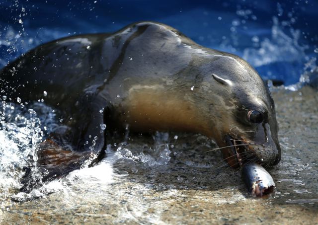 A rescued California sea lion pup enjoys a fish during feeding time at Sea World San Diego