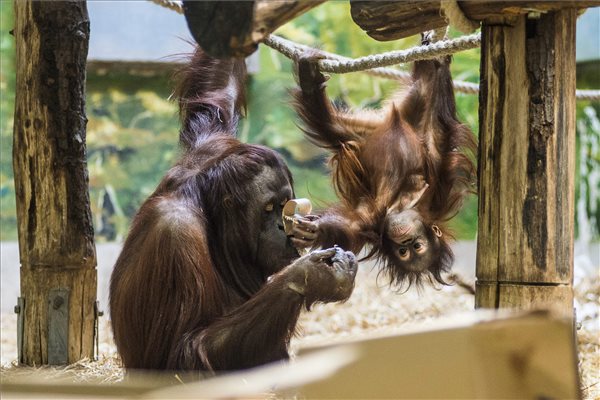 Kétéves lett az ország első állatkertben született borneói orangutánja