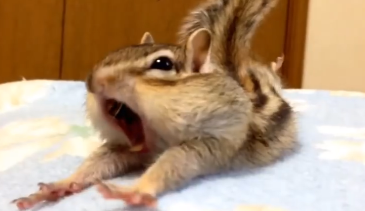 Ez a bájosan ébredő kismókus az internet új kedvence! – videó