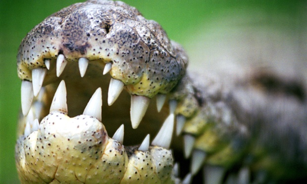 Minden idők legádázabb sorozatgyilkos krokodilja a Tanganyika-tó lakója! - videó