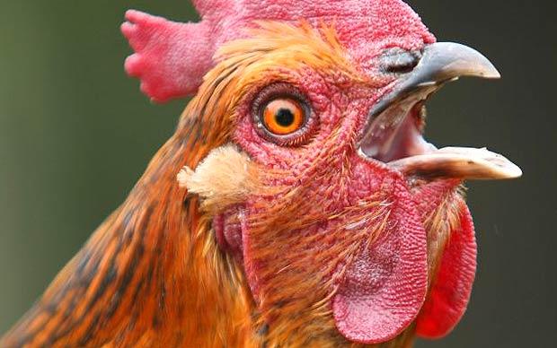 Ukrajnába 178 tonna fertőzött csirkehús került Magyarországról