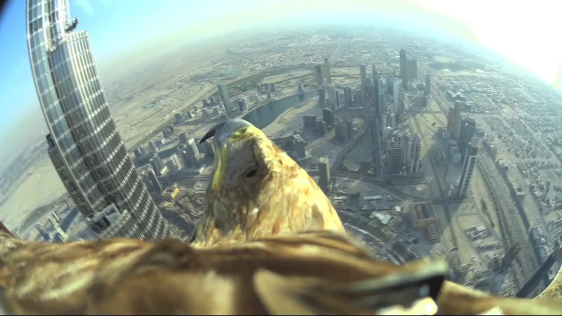eagle-takes-flight-from-top-of-burj-khalifa-wearing-camera