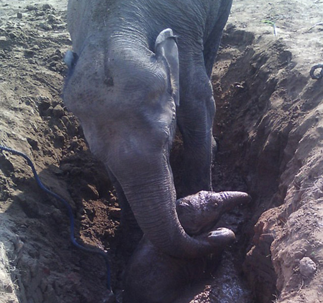 Szívszorító! 11 órát küzdött az elefánt, hogy kiszedje kicsinyét a sárral teli aknából – videó