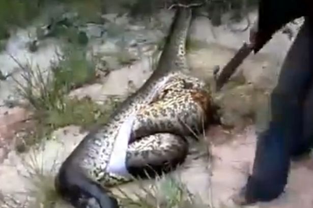 Döbbenetes, hogy mi volt az óriáskígyó utolsó vacsorája! - videó