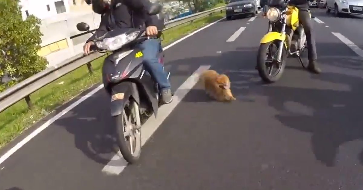 Egy rémült kutyát mentett meg a motoros csapat az autópályán – videó