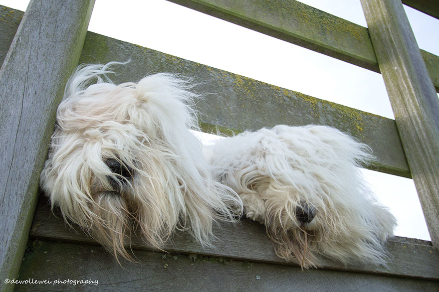 old-english-sheepdog-dog-sisters-sophie-sarah-cees-bol-22