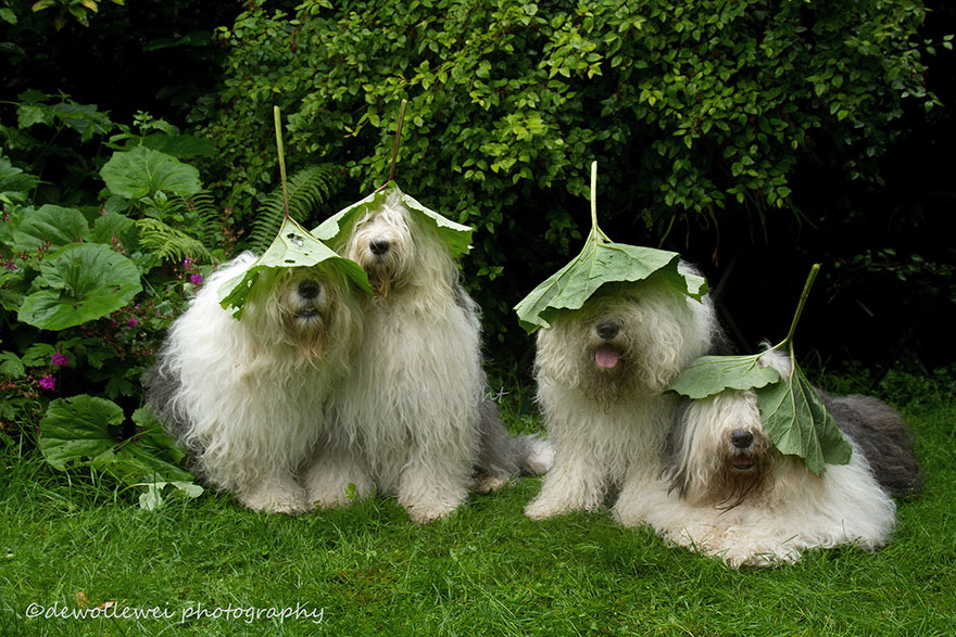 old-english-sheepdog-dog-sisters-sophie-sarah-cees-bol-5