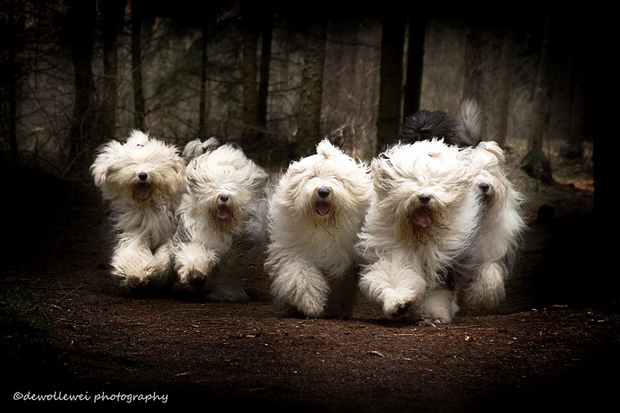 old-english-sheepdog-dog-sisters-sophie-sarah-cees-bol-6