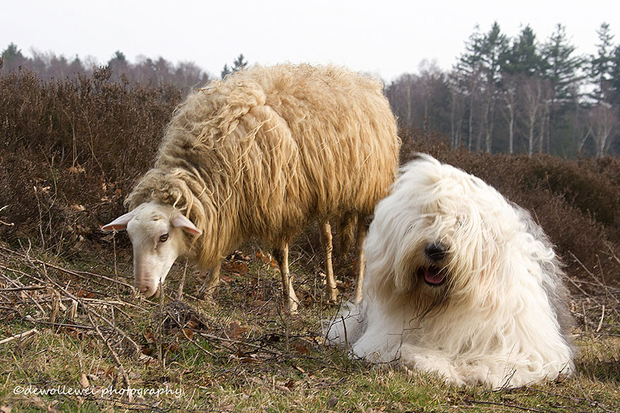old-english-sheepdog-dog-sisters-sophie-sarah-cees-bol-9