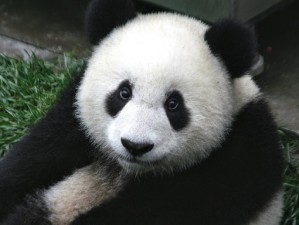 24 milliós kártérítést kapott egy kínai férfi, mert megharapta egy panda