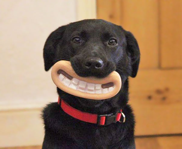 Kutyák, akik fogalmuk sincs, mennyire viccesen festenek játékaikkal