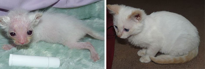 rescue-cat-abandoned-before-after-29__700