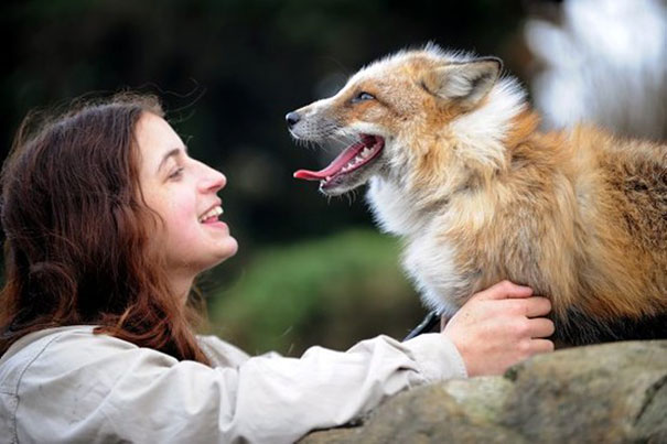 A megmentett róka kutyaként él a családdal