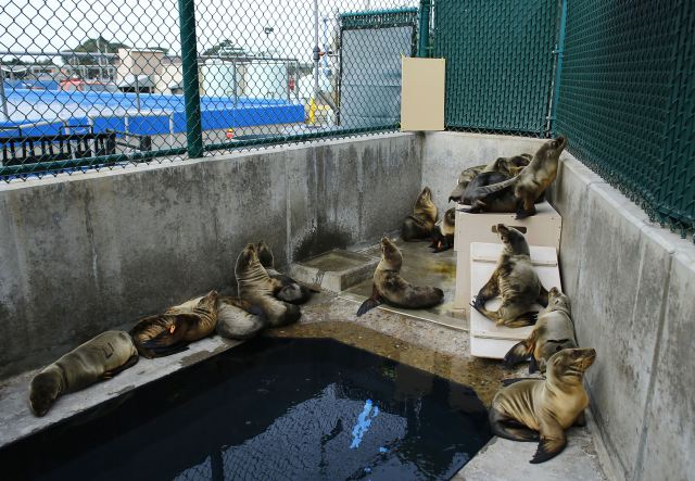 Rescued California sea lion pups rest in their holding pen at Sea World San Diego