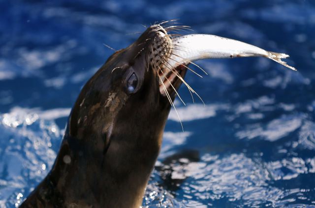 A rescued California sea lion pup eats a fish during feeding time at Sea World San Diego