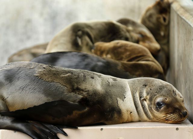 Rescued California sea lion pups rest in their holding pen at Sea World San Diego