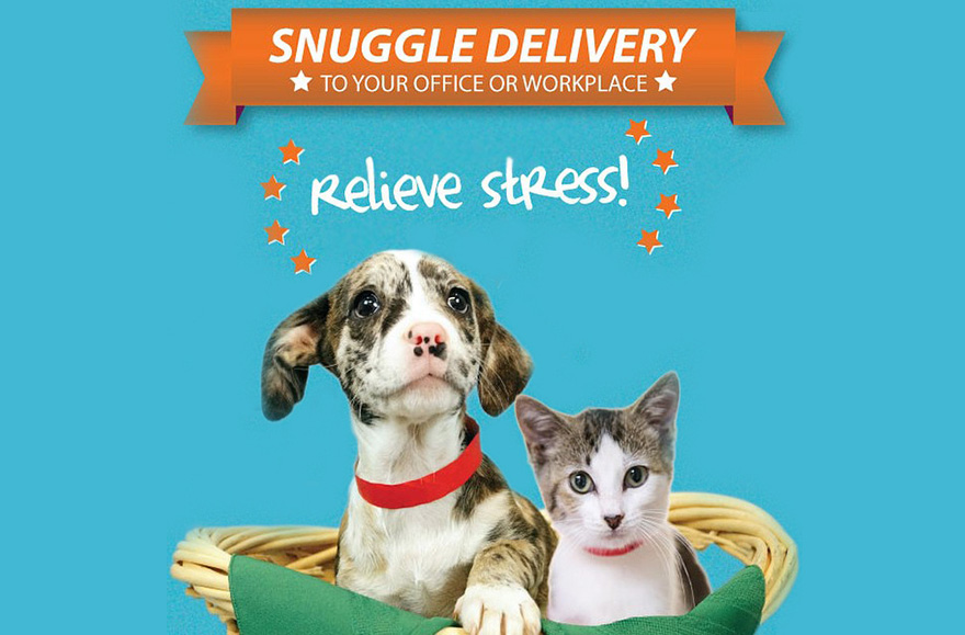 snuggle-delivery-shelter-animal-visit-workplace-humane-society-broward-county-17