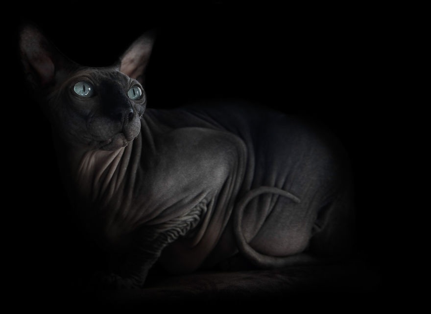 A szfinx macskák különleges szépsége