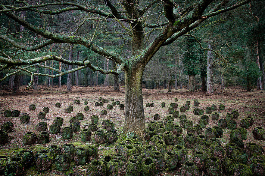 surreal-forest-photograhy-ellie-davis-15__880