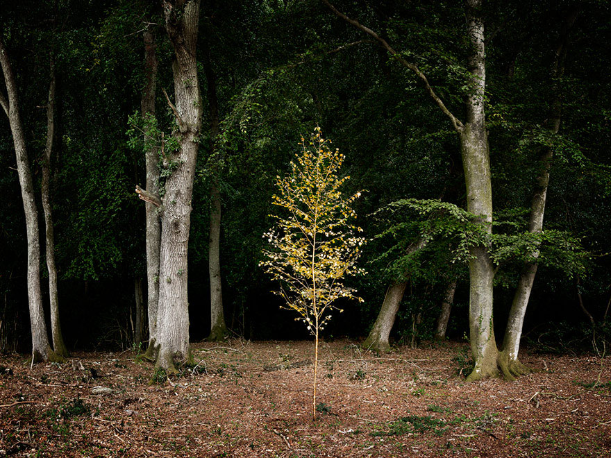 surreal-forest-photograhy-ellie-davis-17__880