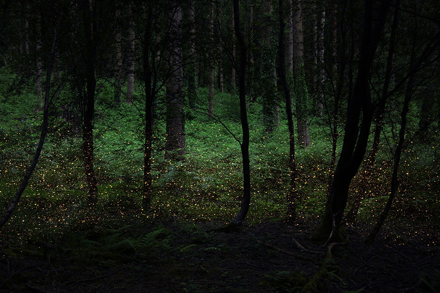 surreal-forest-photograhy-ellie-davis-8__880