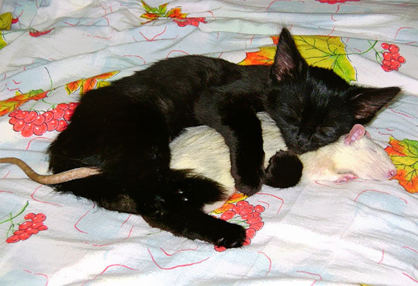 unlikely-sleeping-buddies-animal-friendship-210__605